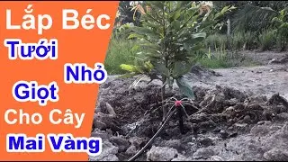 Lắp Hệ Thống Tưới Nhỏ Giọt Cho Cây Mai Vàng | Thagi Garden