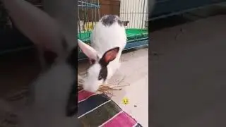 Cutest Rabbit 🥹✨प्यारा पालतु khargosh अपने बच्चों के लिए घर बना रहा है #cute #rabbit