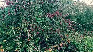 BENTLEY PRIORY WALK  3