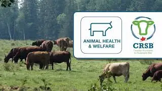 CRSB Principle: Animal Health & Welfare