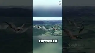 Why Wild Geese Fly Near Boats: The Science Behind Their V-Formation 🐦⛵