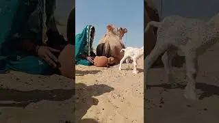 لحظة إنقاذ مؤثرة في الصحراء#Heartwarming #BraveGirl #Camel #Lamb