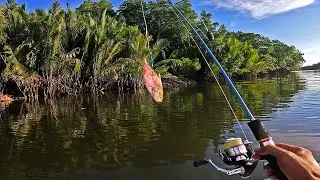 Umpan Ikan hidup Ini akan Langsung Di sambar