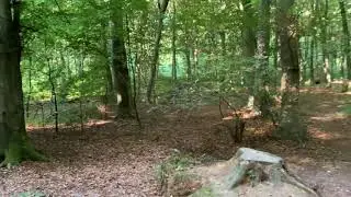 The healing power of nature - connecting to nature at Micheldever Woods.