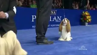 Show dogs || lips shut