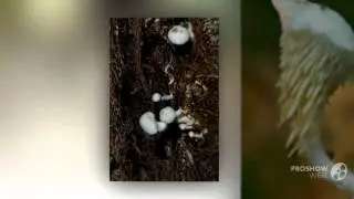 Beenakia - fungi kingdom