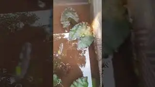 കുളം വൃത്തിയാക്കി പുതിയ ഗപ്പികളെ ഇട്ടേ 🥰🤭🥰  lotus pond cleaning ###nature
