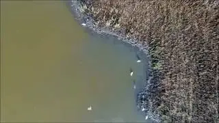 Bird Survey