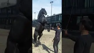 Master the Basics of Horse Training: Step-by-Step Guide for Beginners