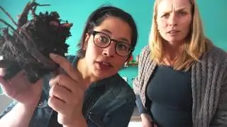 Zelf Rababer Kweken met Meriam Beek, deel 3: het scheuren en planten van rabarber