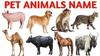 Pet Animals Names | घरेलू पालतू जानवरों के नाम | Kids Learning Video | kids educational video
