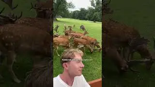 Nejlep&scaron;&iacute; v&yacute;let na z&aacute;mek Blatn&aacute; 🦌 #cestovani #vylety