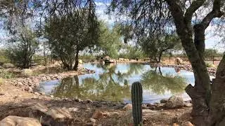 Reflecting Pond and Windmill Relaxing Sleep and Study Nature Ambient Sounds