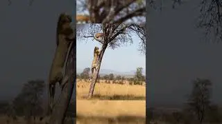 What Happens When A Leopard Meets A Lion In The Wild