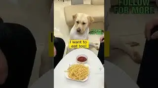 funny dog begging for food😀😀