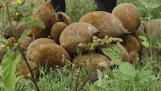 Bien manipuler les fruits de baobab &agrave; la r&eacute;colte (r&eacute;sum&eacute;)