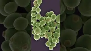 Lulinext Cream The Next Level of Fungal Care  In Depth Review & Demo #thepharmacistdrx #doctor