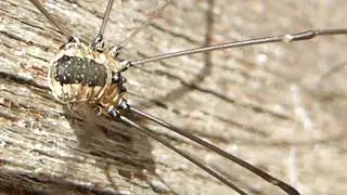Harvestmen  - Leiobunum rotundum - Langleggur - &Aacute;ttf&aelig;tlur - P&ouml;ddur