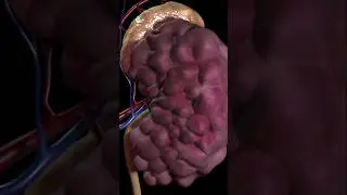 Kidney stones 🫘@NeetBioBites #science #bio #animation #animals #trending #trendingshorts #neet
