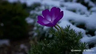 Winter's bloom 🌸❄️