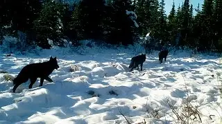 Two Experienced Outdoorsmen But New Hunters Have A Scare Of A Lifetime While In The Camper