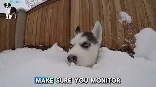 Why Do Dogs Play In The Snow | In the winter snow, dogs can frolic and roll around in it | Funny Dog