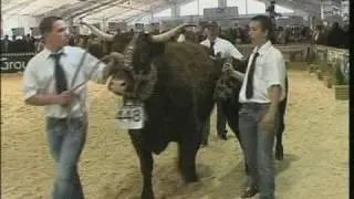 Concours Salers à la Grande Halle d'Auvergne