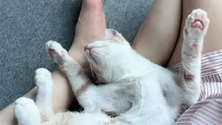사고 치고 혼날까봐 죽은 척하는 고양이