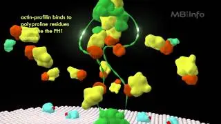 Formin mediated actin nucleation and filament assembly