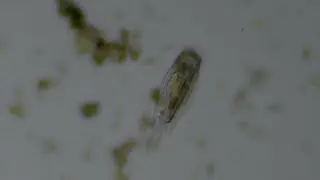 Mytilina ventralis