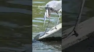 Great Blue Heron Catches a Big Fish! #shorts #greatblueheron  #epicmoment #wildlife #fishingbird