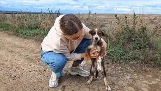 Poor Puppy Chases Cars After Being Abandoned&hellip; Until Someone Stopped