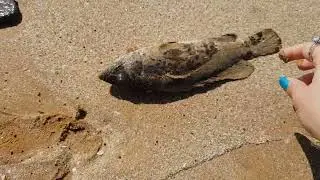 Finding a Epinephelus bleekeri |Dusktail grouper |Bleeker's rock |Reef cod in beach of persian golf