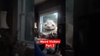 5 Strangest Animals Found Inside Homes - Part 2 #shorts