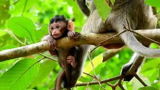 Oh god baby monkey daniela screaming cry really loudly cos monkey Dee Dee