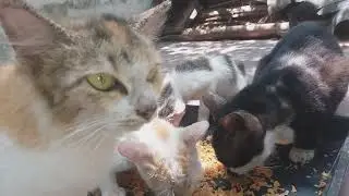 Tom cat, calico cat, white cat are eating leftover fried chicken
