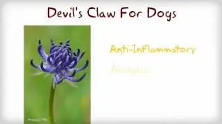 Devil's Claw For Dogs - MaxxiFlex Plus Dog Joint Supplement