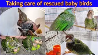 Taking care of rescued baby birds - In Hindi | Blue Throated Barbet | Lovely Birds | Baby Birds