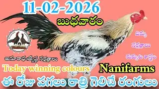 11 February 2026 Today winning colours//Nanifarms colourupdate//kukkutasastram telugu #colorupdate 