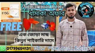 এক জোড়া মাছ কিনুন পাইকারি দামে🐟 Aquarium Fish Price In Bangladesh 🐠  Aquarium | Aquarium Fish