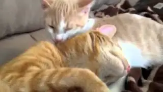 Milo & Lola