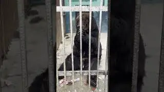 Bear guzzling Coke sparks outrage at Chinese zoo