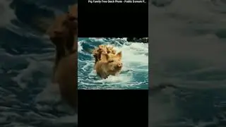 Pig family crossing river # sad video #virul #trending #ytshorts