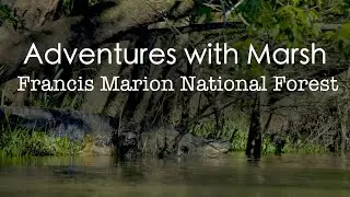 Adventures with Marsh in Francis Marion National Forest