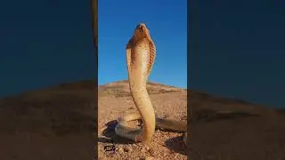 Defensive Cape Cobra