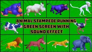 Copyright Free Animals Stampede Green Screen With Sounds | All Cartoon Animals Running #greenscreen