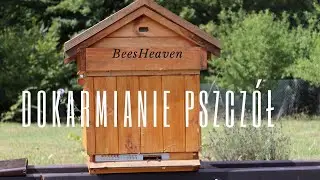 Dokarmianie stymulacyjne pszczół - 1# Krótki film o pszczołach