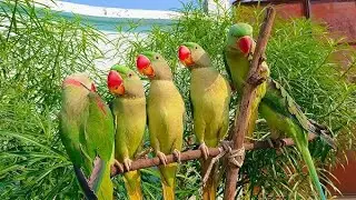 Ringneck Parrot Sounds Compilation | Parrot Talking Videos | mitthu mitthu | Tota Awaaz 