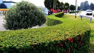PYRACANTHA COCCINEA : USE AND MAINTENANCE