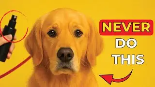 You Love Your Dog, But These 8 Mistakes Are Causing Them Stress